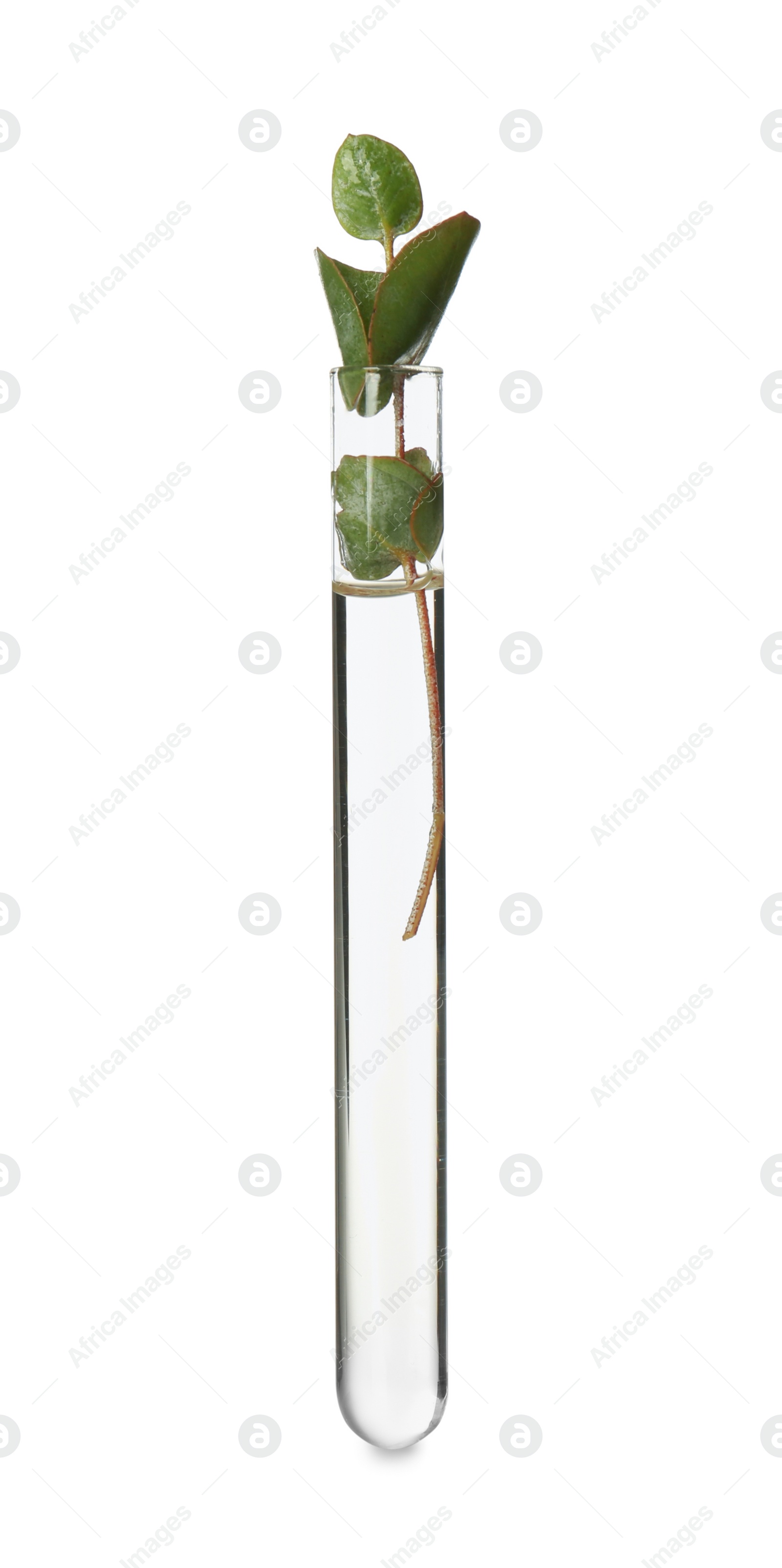 Photo of Eucalyptus plant with green leaves in test tube on white background