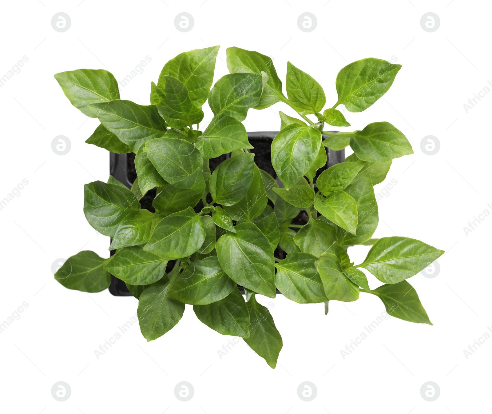 Photo of Seedlings growing in plastic container with soil isolated on white, top view. Gardening season