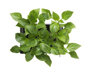 Photo of Seedlings growing in plastic container with soil isolated on white, top view. Gardening season