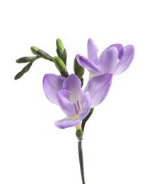 Photo of Beautiful violet freesia flower isolated on white