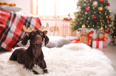 Cute dog wearing reindeer headband in room decorated for Christmas