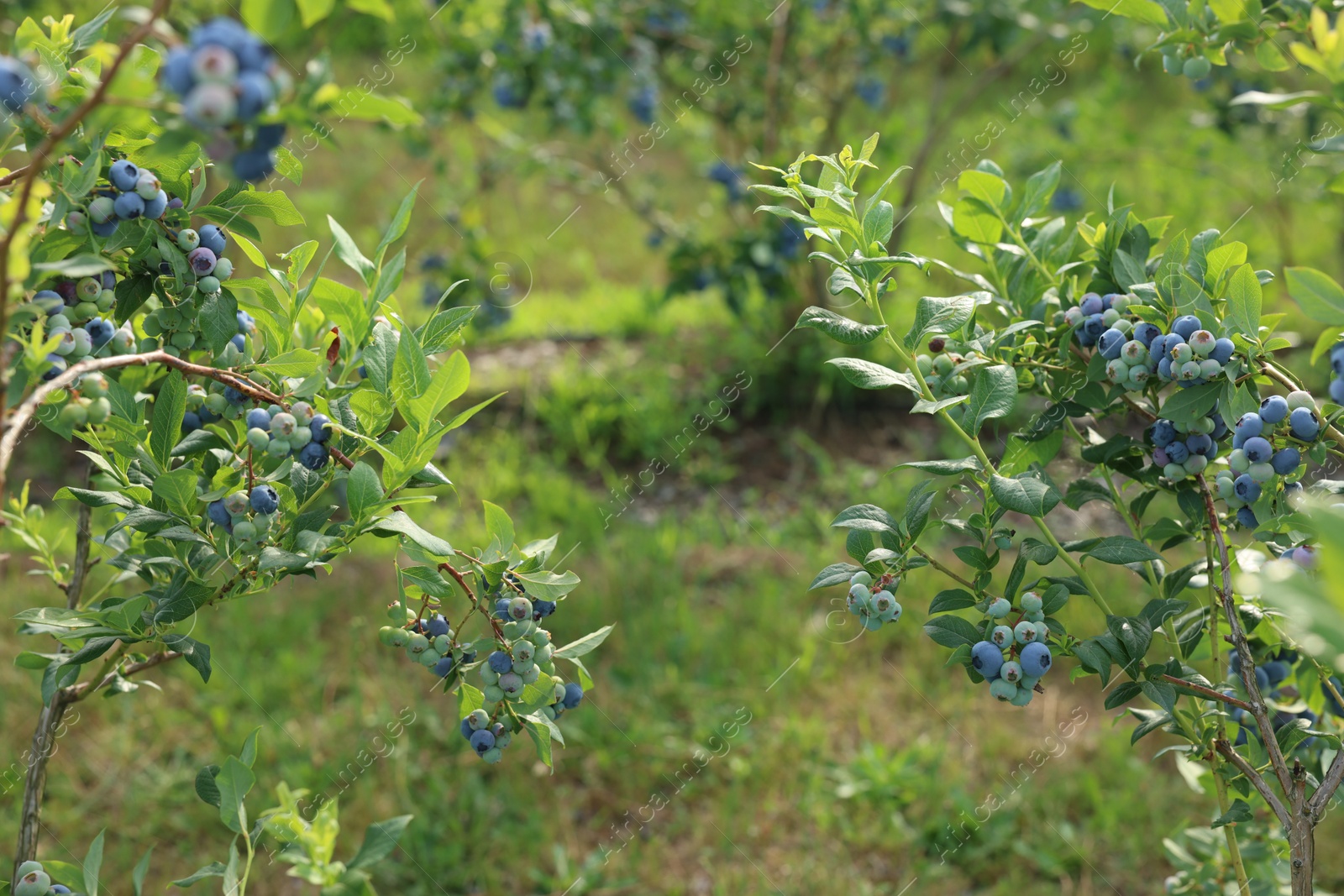 Photo of Bushes of wild blueberry with berries growing outdoors