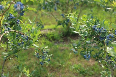 Bushes of wild blueberry with berries growing outdoors