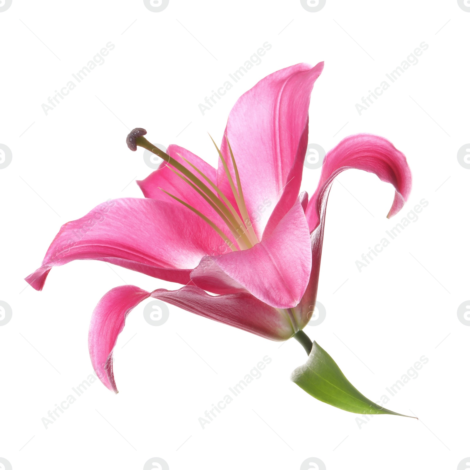 Photo of Beautiful pink lily flower isolated on white