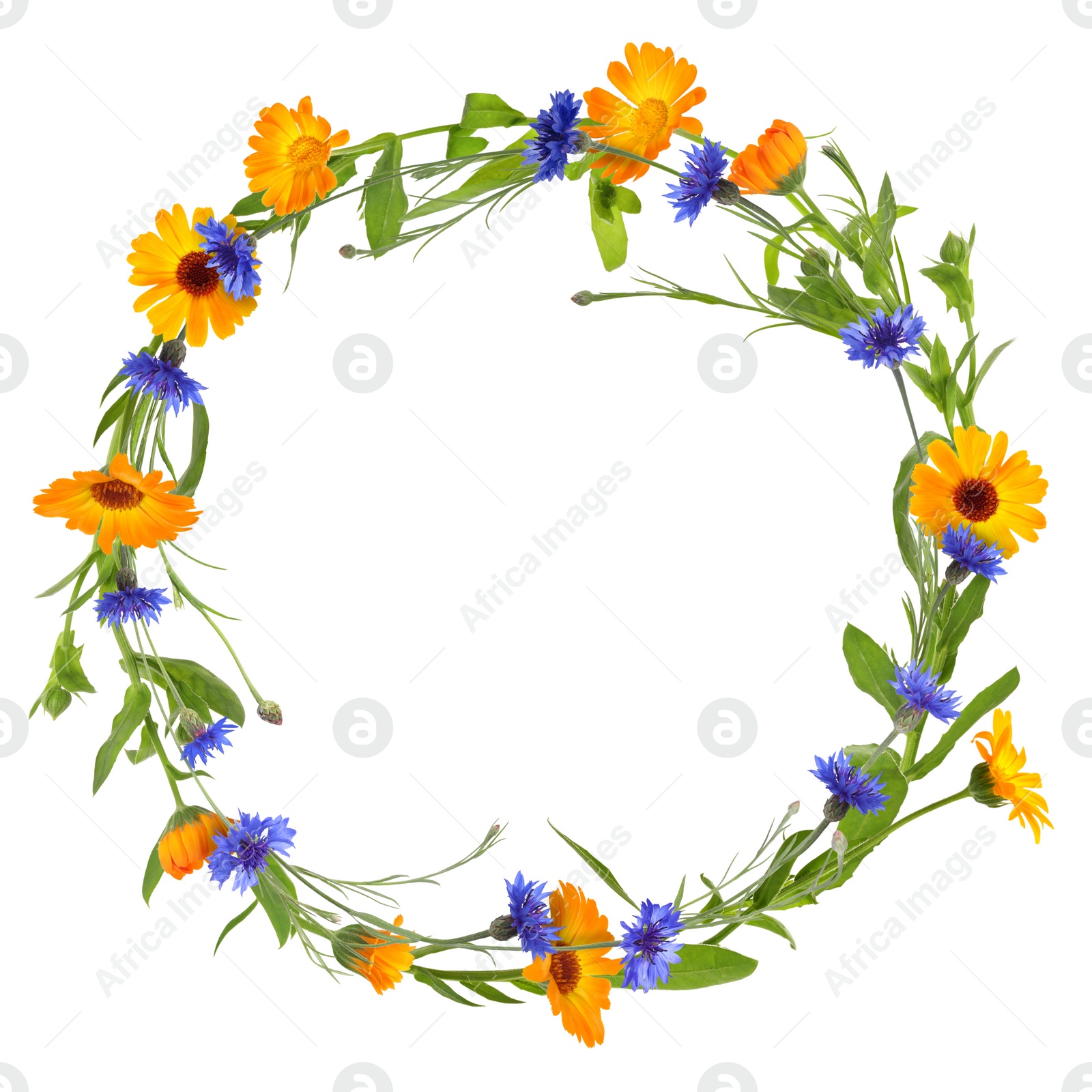 Image of Wreath of beautiful wild flowers isolated on white