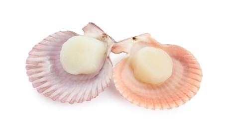 Photo of Fresh raw scallops in shells isolated on white