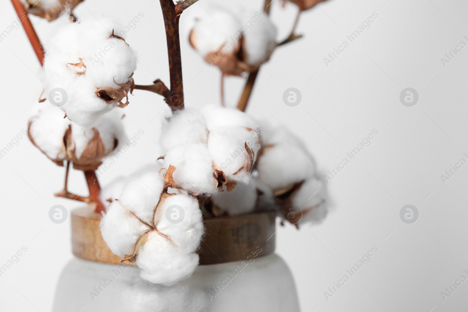 Photo of Cotton branches with fluffy flowers in vase on white background, closeup. Space for text