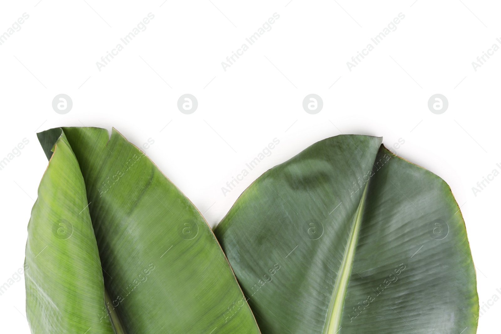 Photo of Fresh green banana leaves on white background, top view. Tropical foliage