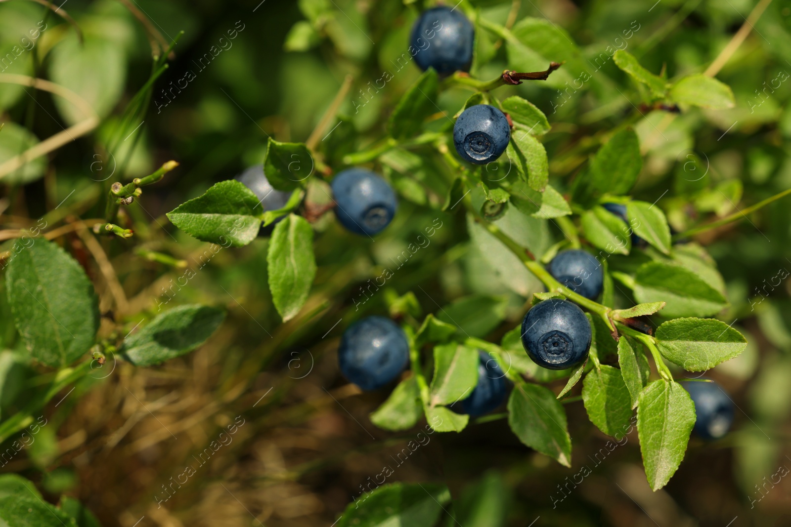 Photo of Ripe bilberries growing in forest, closeup. Seasonal berries