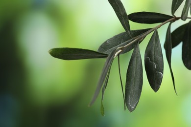 Photo of Olive twig with fresh green leaves on blurred background, closeup. Space for text