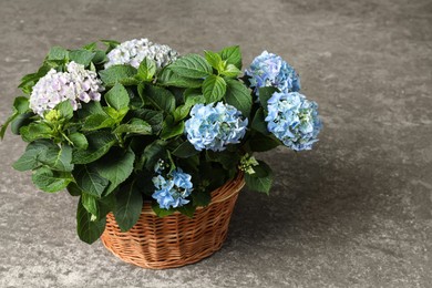 Photo of Beautiful blooming hortensia plants in wicker basket on grey stone background