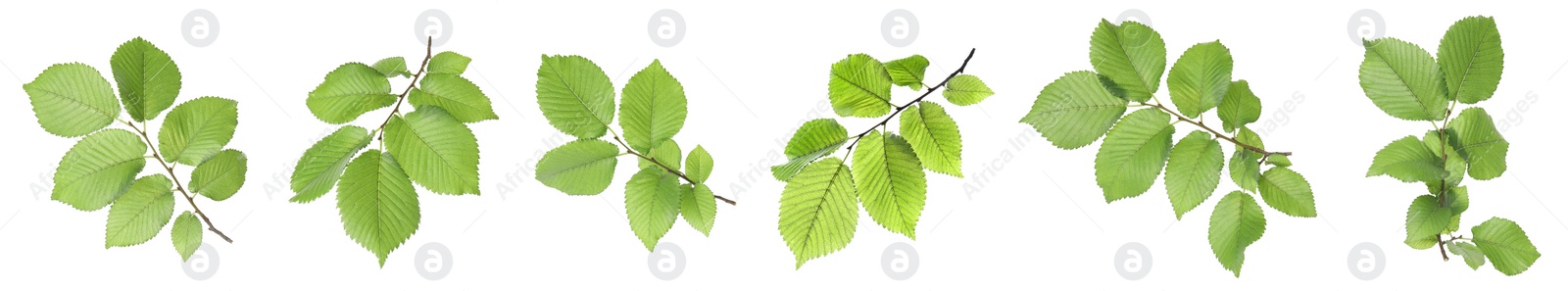 Image of Set with young fresh leaves on white background, banner design 