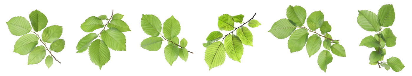 Set with young fresh leaves on white background, banner design 