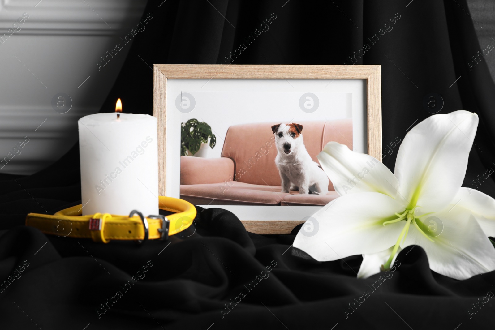 Photo of Frame with picture of dog, collar, burning candle and lily flower on black cloth, closeup. Pet funeral