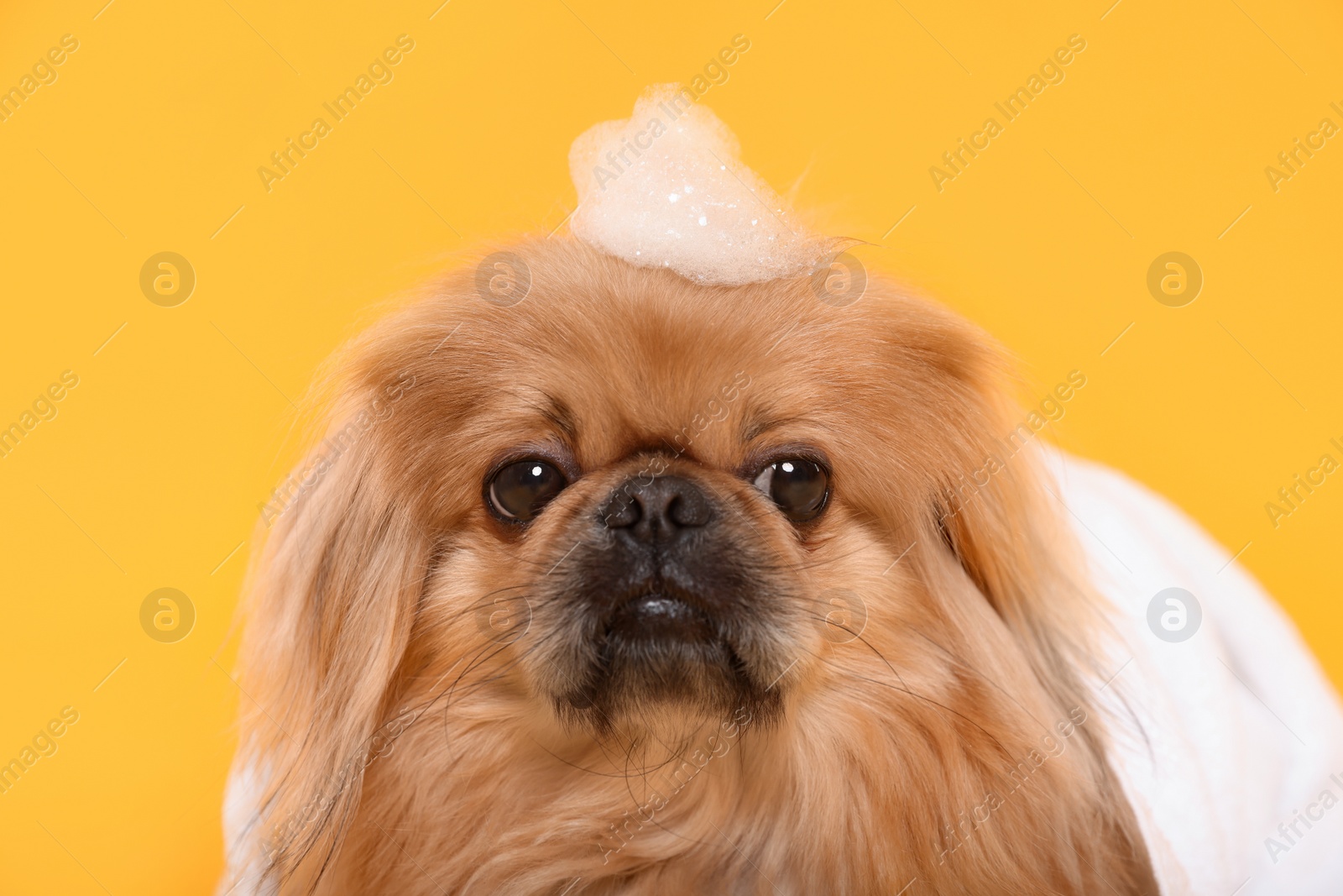 Photo of Cute Pekingese dog with towel and shampoo bubbles on yellow background. Pet hygiene