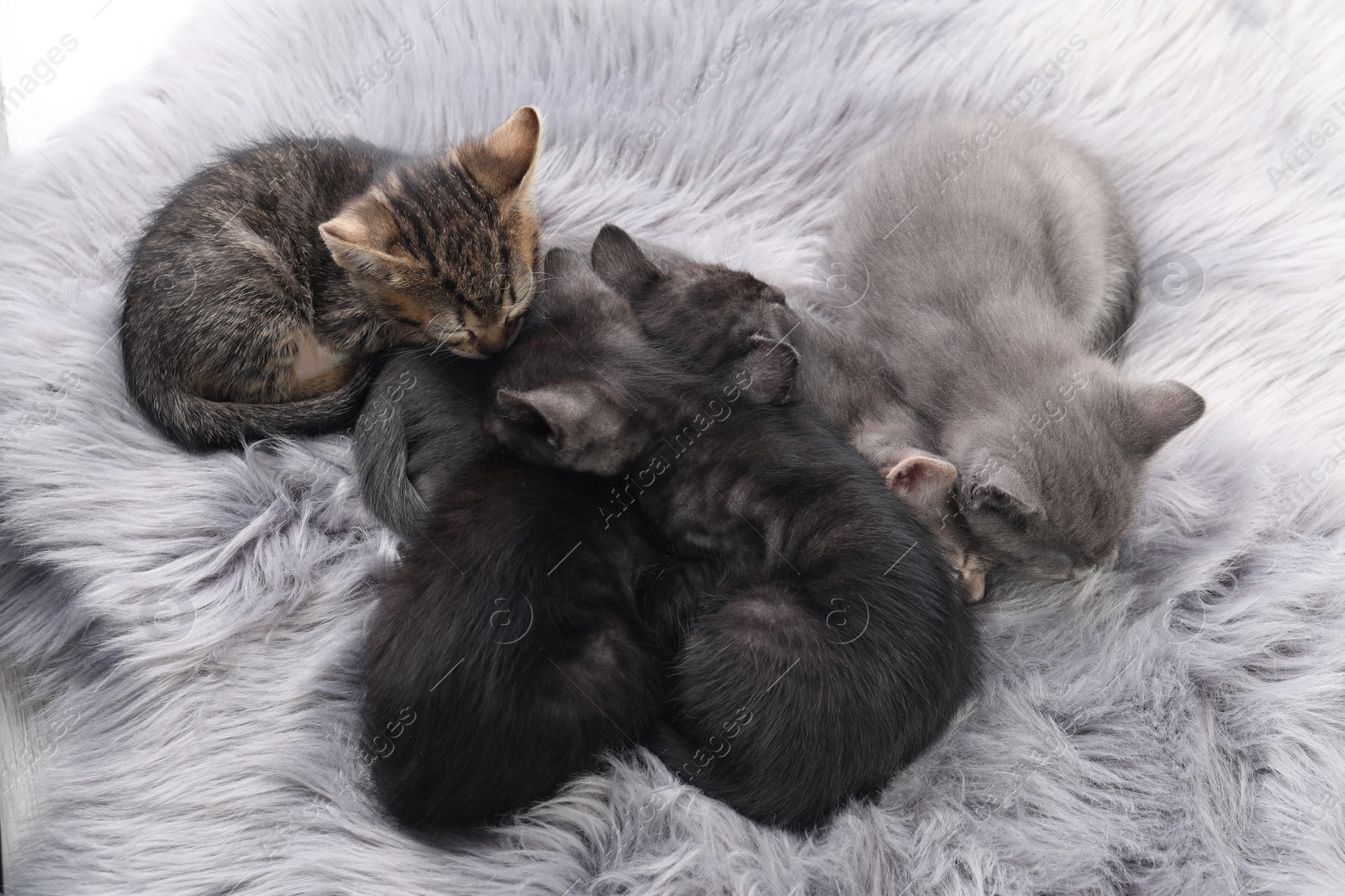 Photo of Cute fluffy kittens sleeping on faux fur. Baby animals