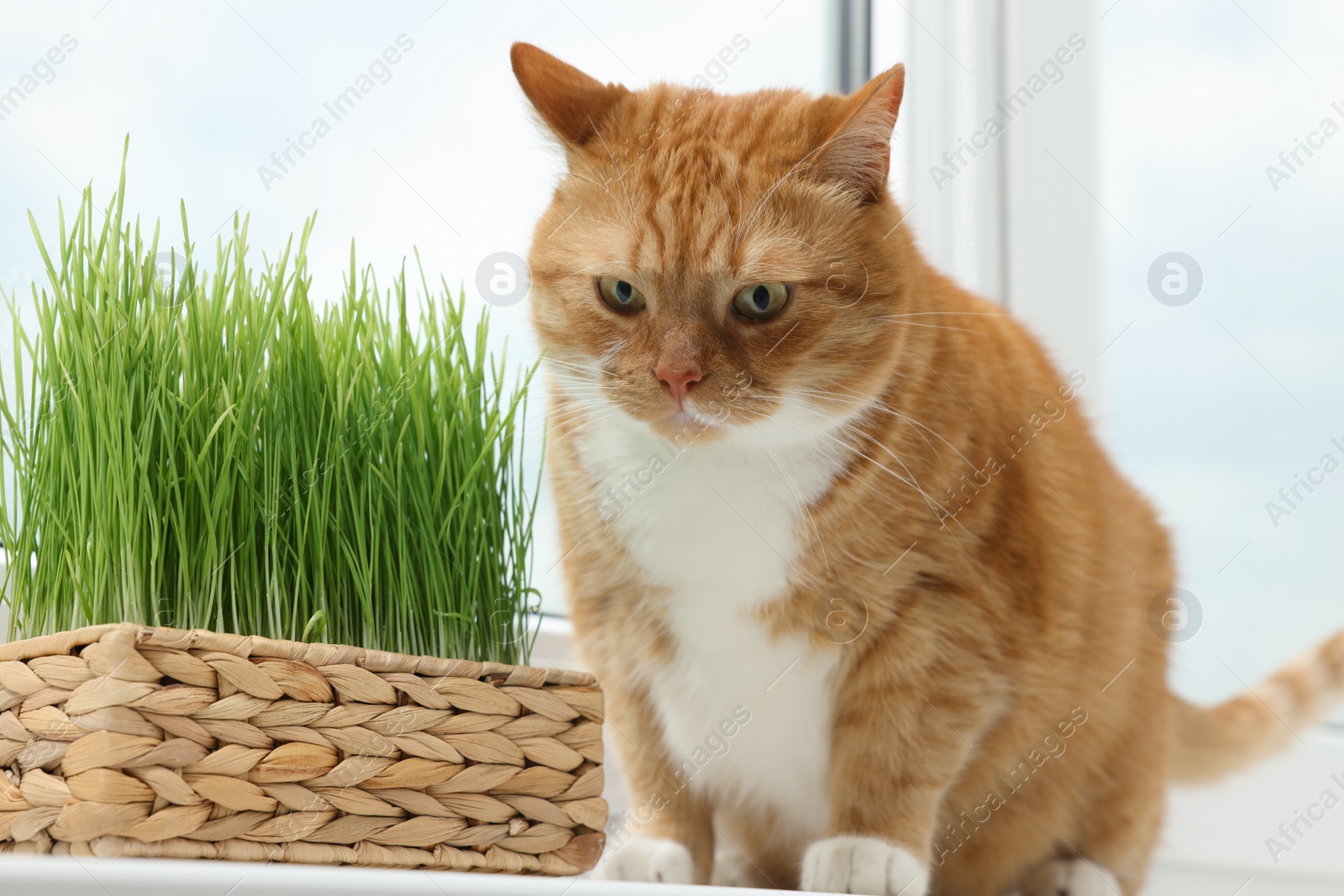 Photo of Cute ginger cat near green grass on windowsill indoors