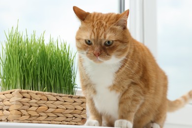 Cute ginger cat near green grass on windowsill indoors