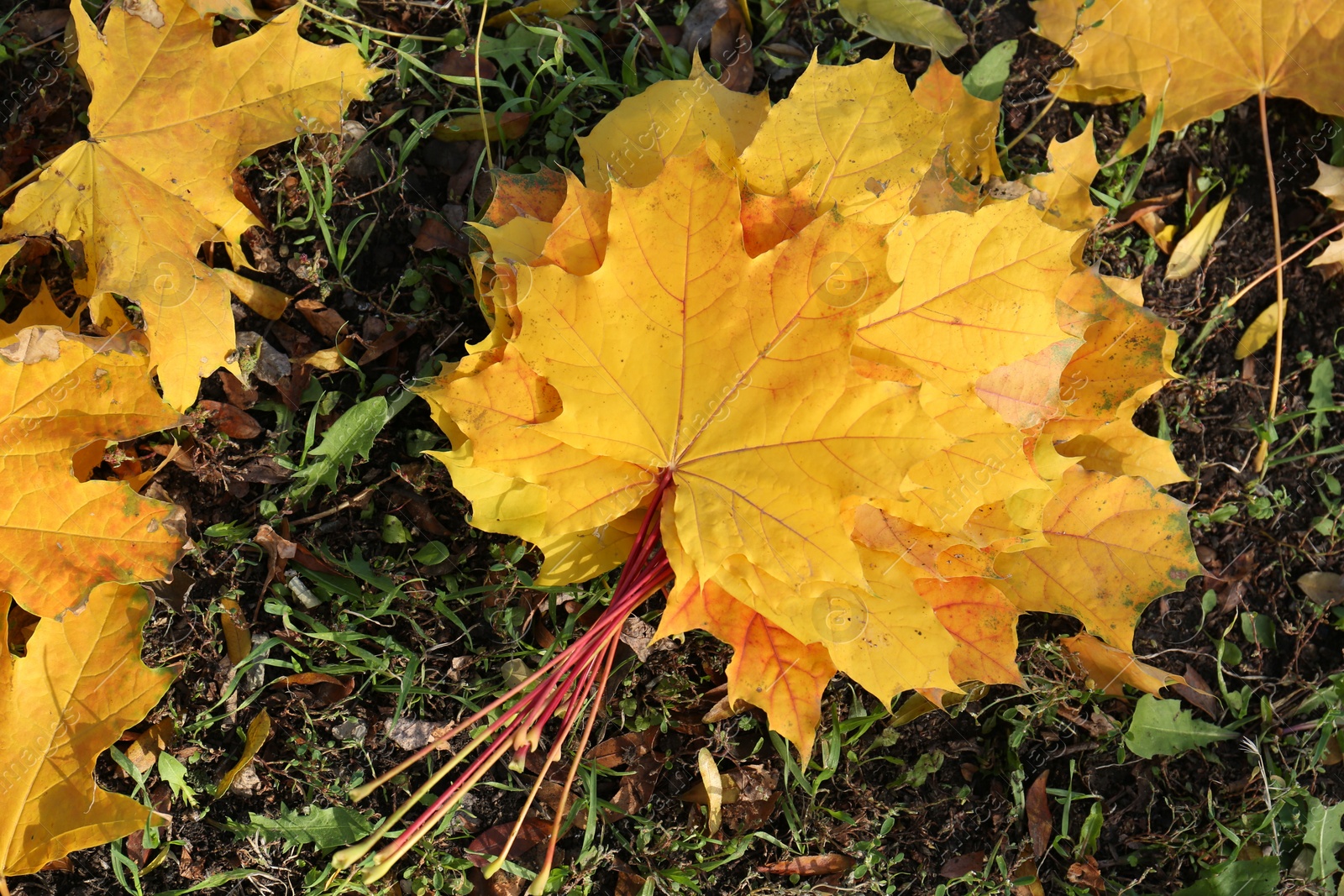 Photo of Beautiful dry leaves on grass outdoors, flat lay. Autumn season