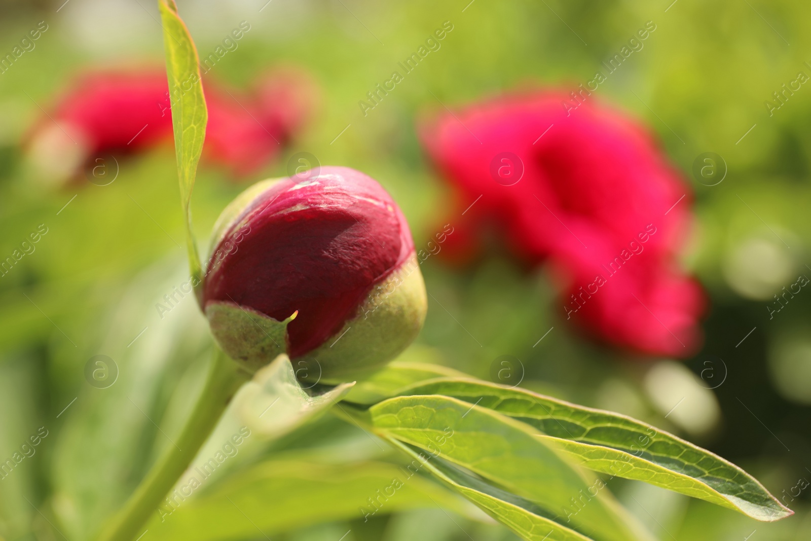 Photo of Beautiful red peony bud outdoors on spring day, closeup