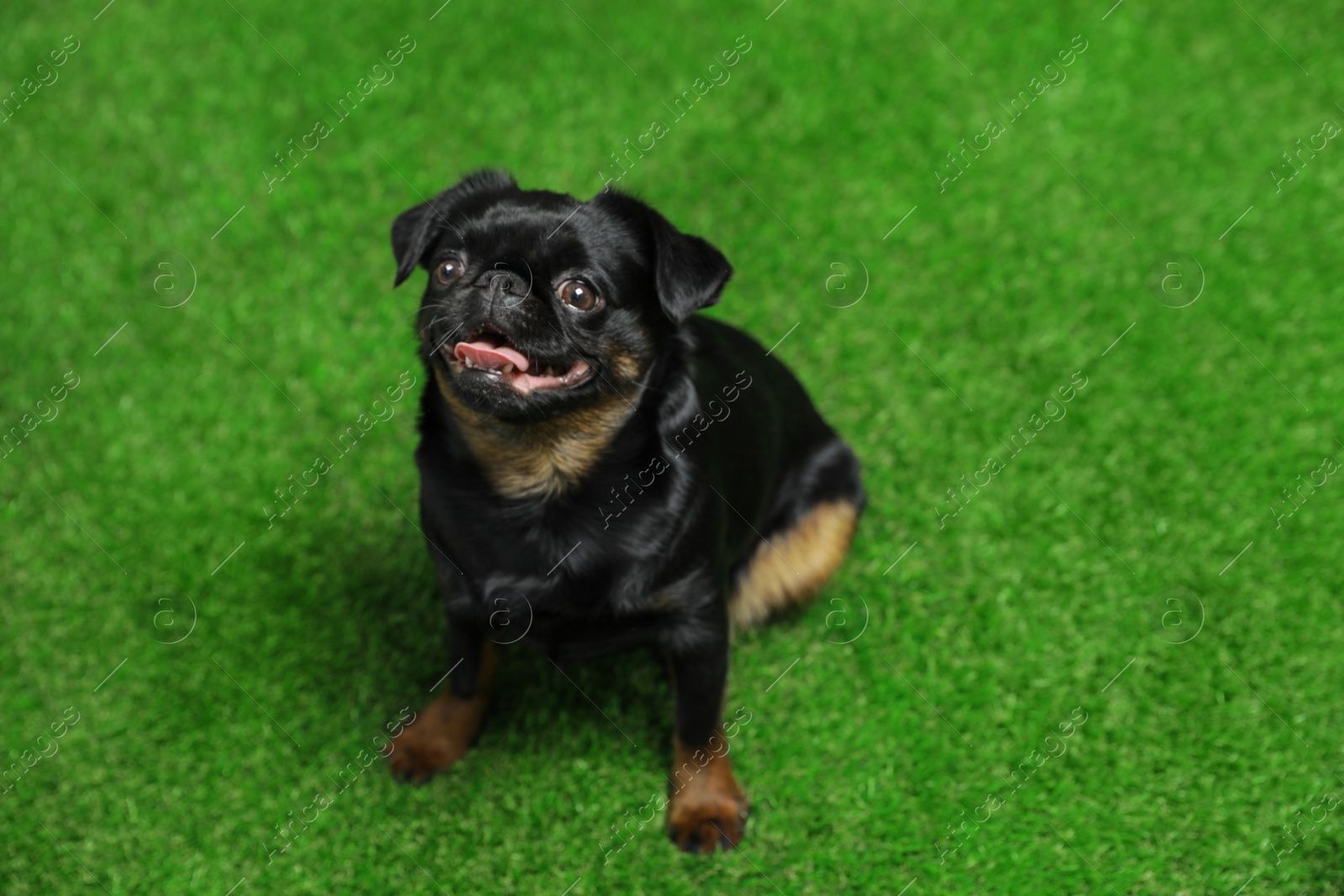 Photo of Adorable black Petit Brabancon dog sitting on green grass, above view