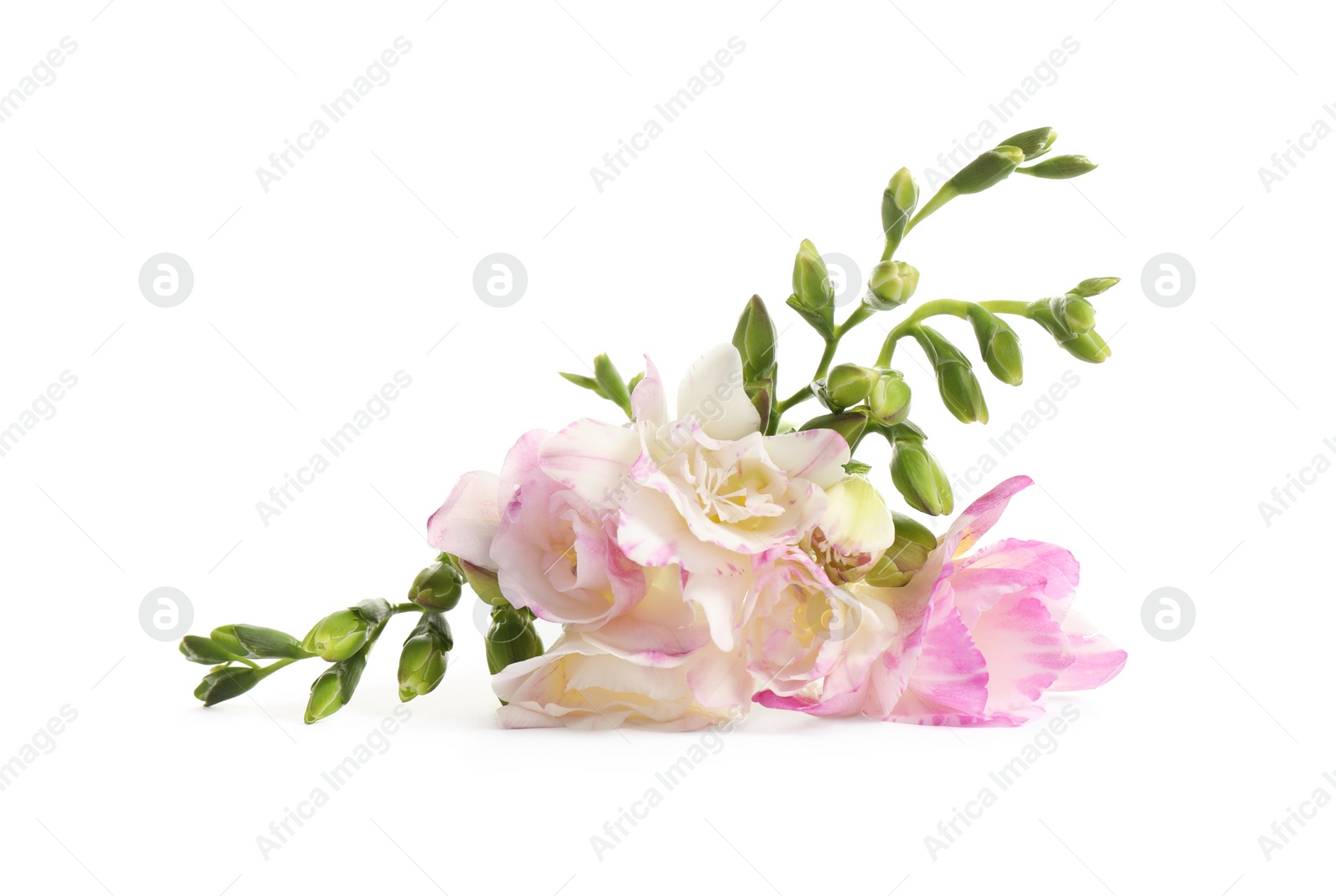 Photo of Beautiful tender freesia flower on white background