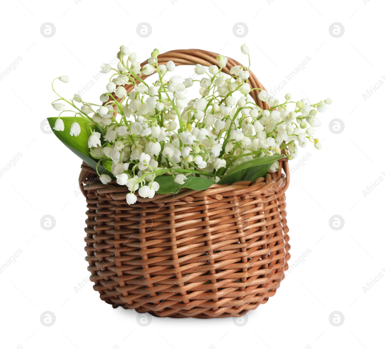 Photo of Wicker basket with beautiful lily of the valley flowers isolated on white