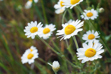 Beautiful chamomile flowers growing in field, closeup