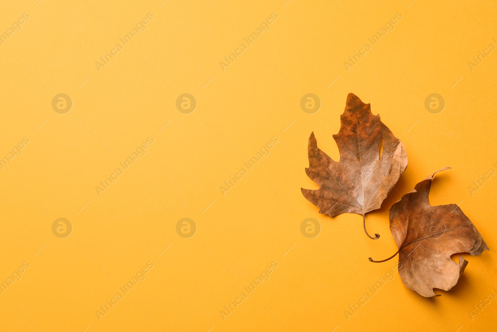 Photo of Dry autumn leaves on yellow background, flat lay. Space for text