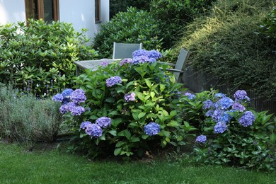 Photo of Beautiful hydrangea plant with light blue flowers outdoors