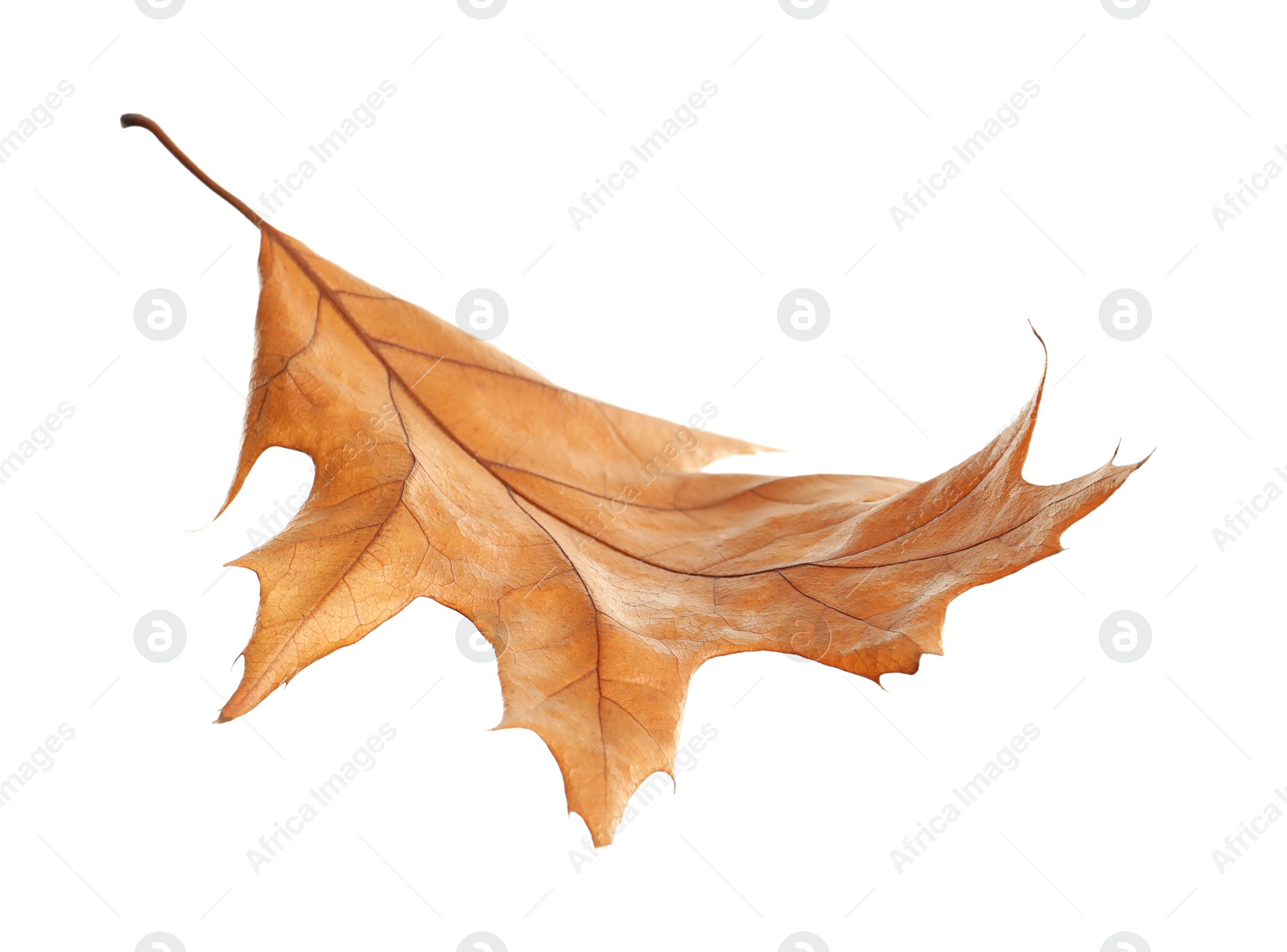 Photo of Beautiful autumn leaf on white background. Fall foliage