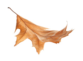 Beautiful autumn leaf on white background. Fall foliage