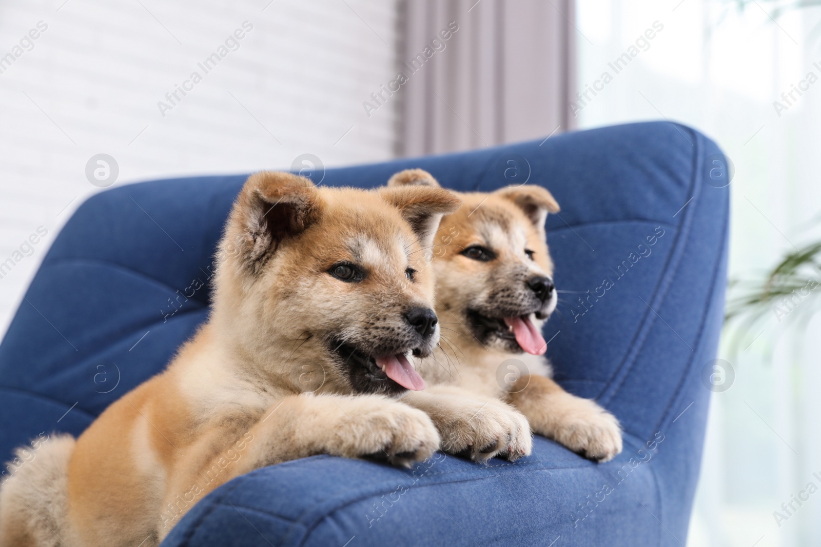 Photo of Adorable Akita Inu puppies in armchair at home