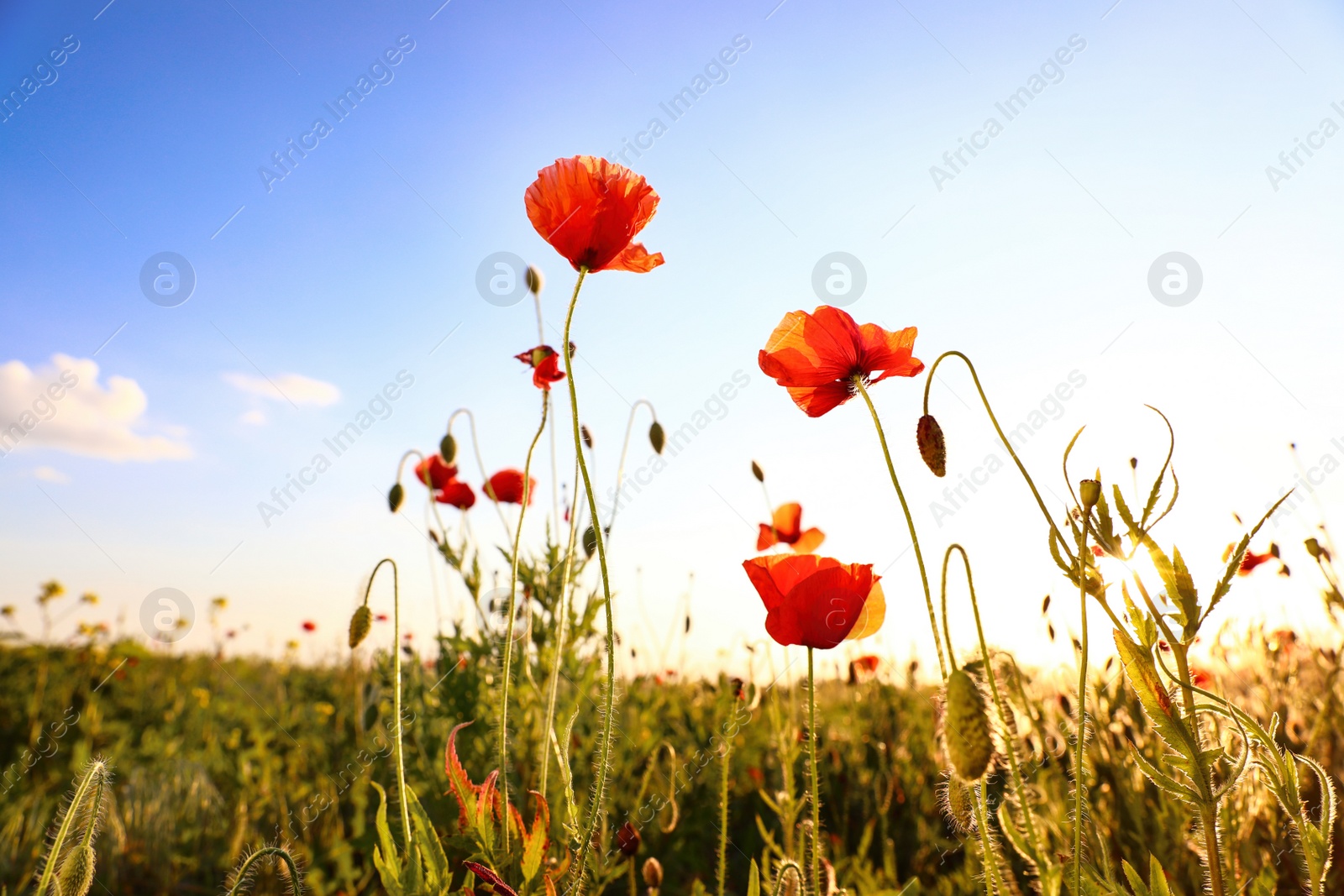 Photo of Beautiful blooming red poppy flowers in field on sunny day