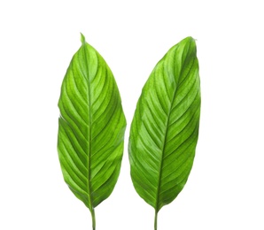 Photo of Beautiful tropical Spathiphyllum leaves on white background