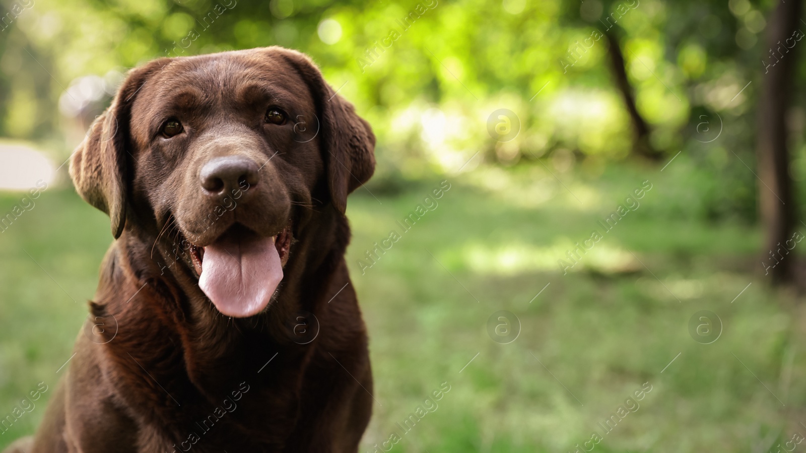 Photo of Cute Chocolate Labrador Retriever dog in summer park