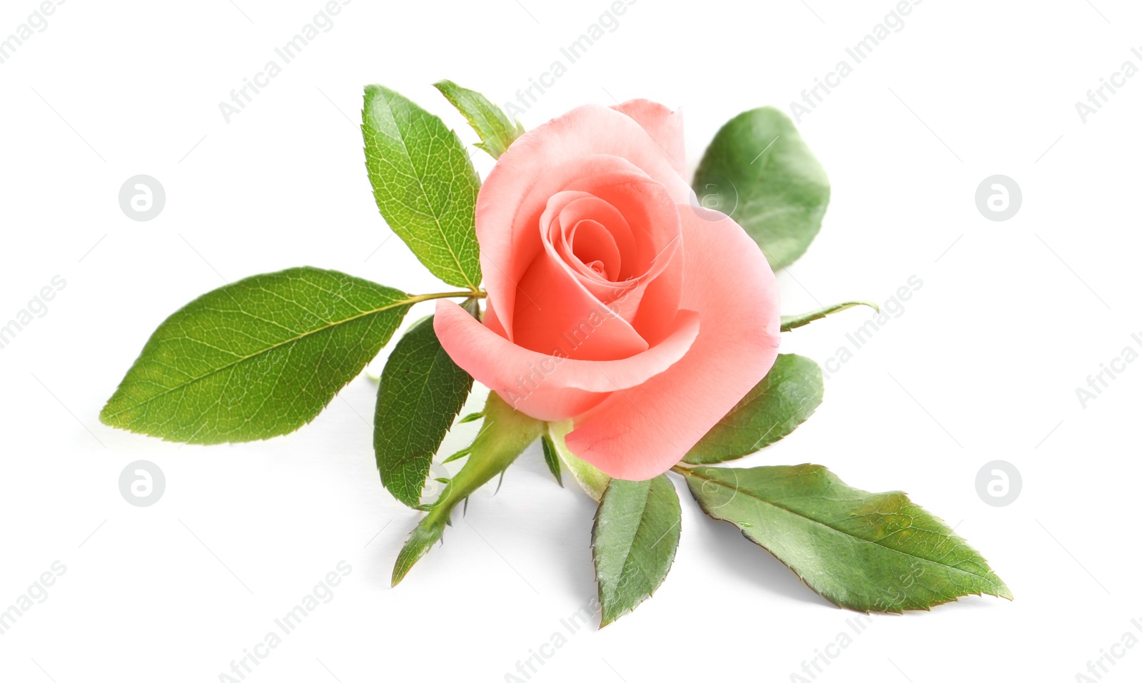 Photo of Beautiful rose on white background