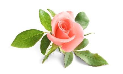 Photo of Beautiful rose on white background