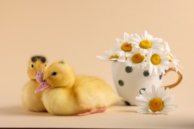 Photo of Baby animals. Cute fluffy ducklings near flowers on beige background