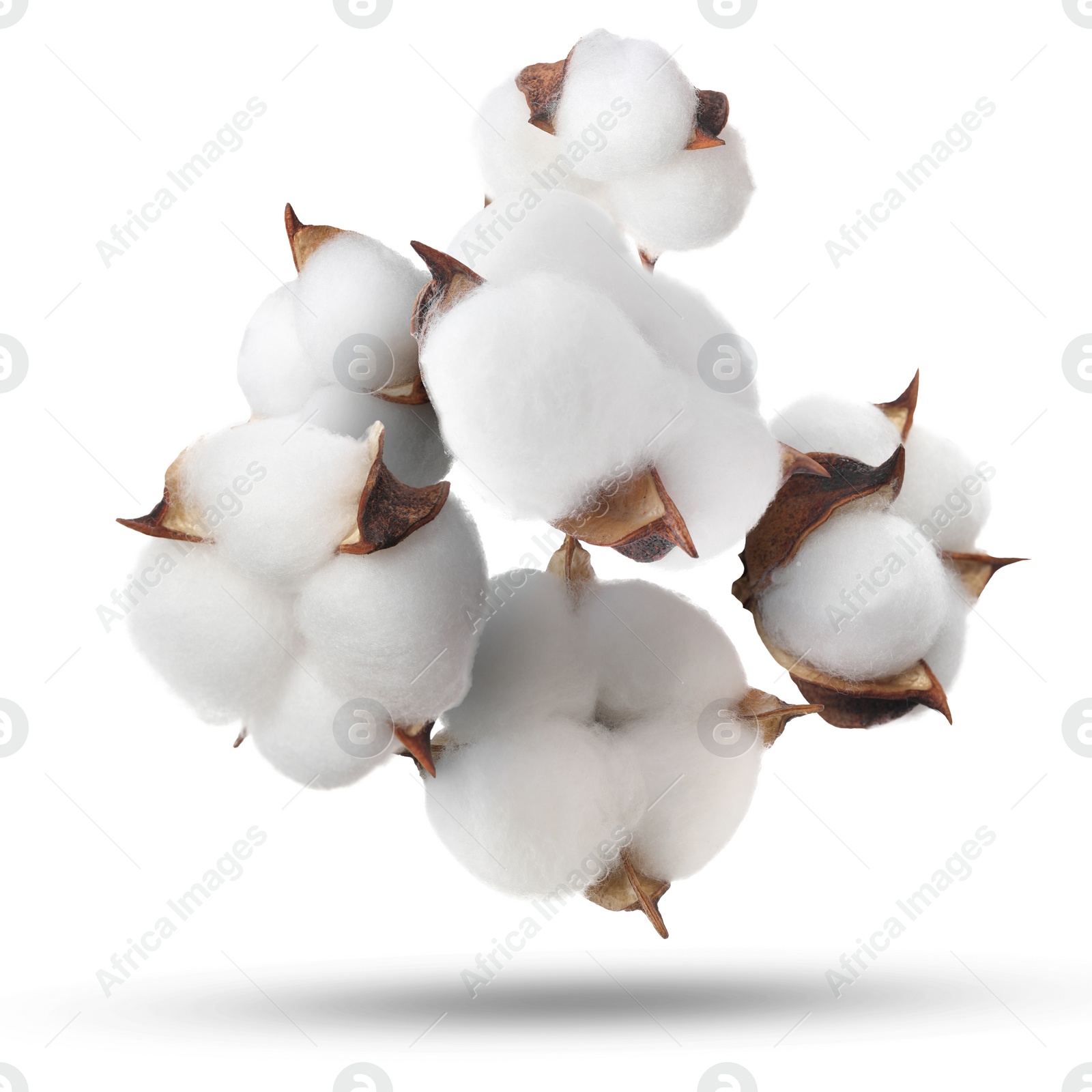 Image of Beautiful cotton flowers falling on white background