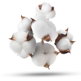 Image of Beautiful cotton flowers falling on white background