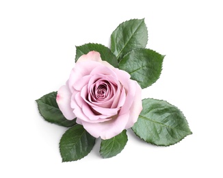 Beautiful blooming rose flower on white background, top view