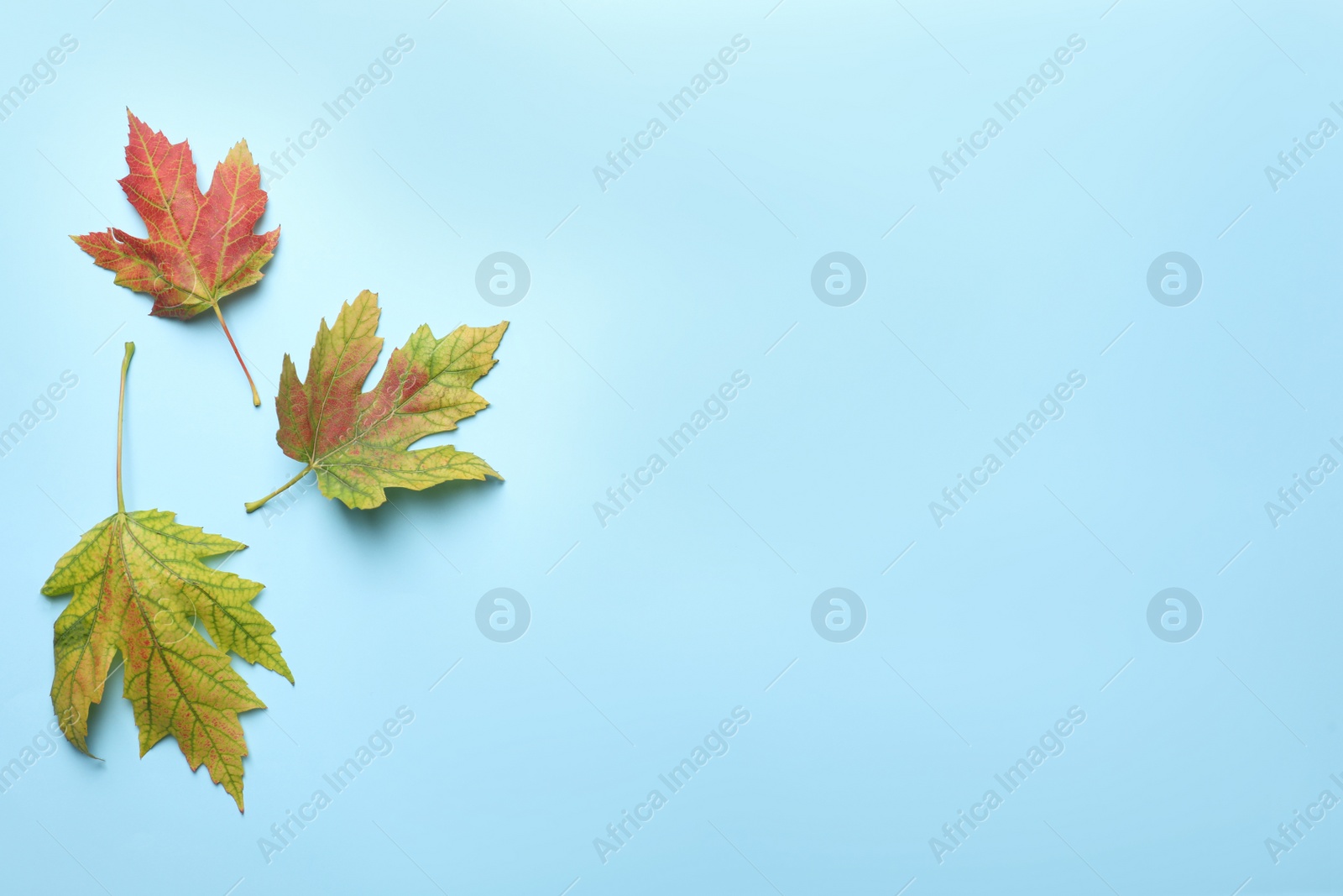 Photo of Colorful autumn leaves on light blue background, flat lay. Space for text