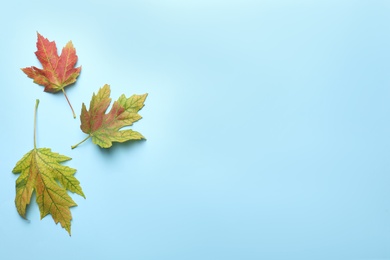 Photo of Colorful autumn leaves on light blue background, flat lay. Space for text