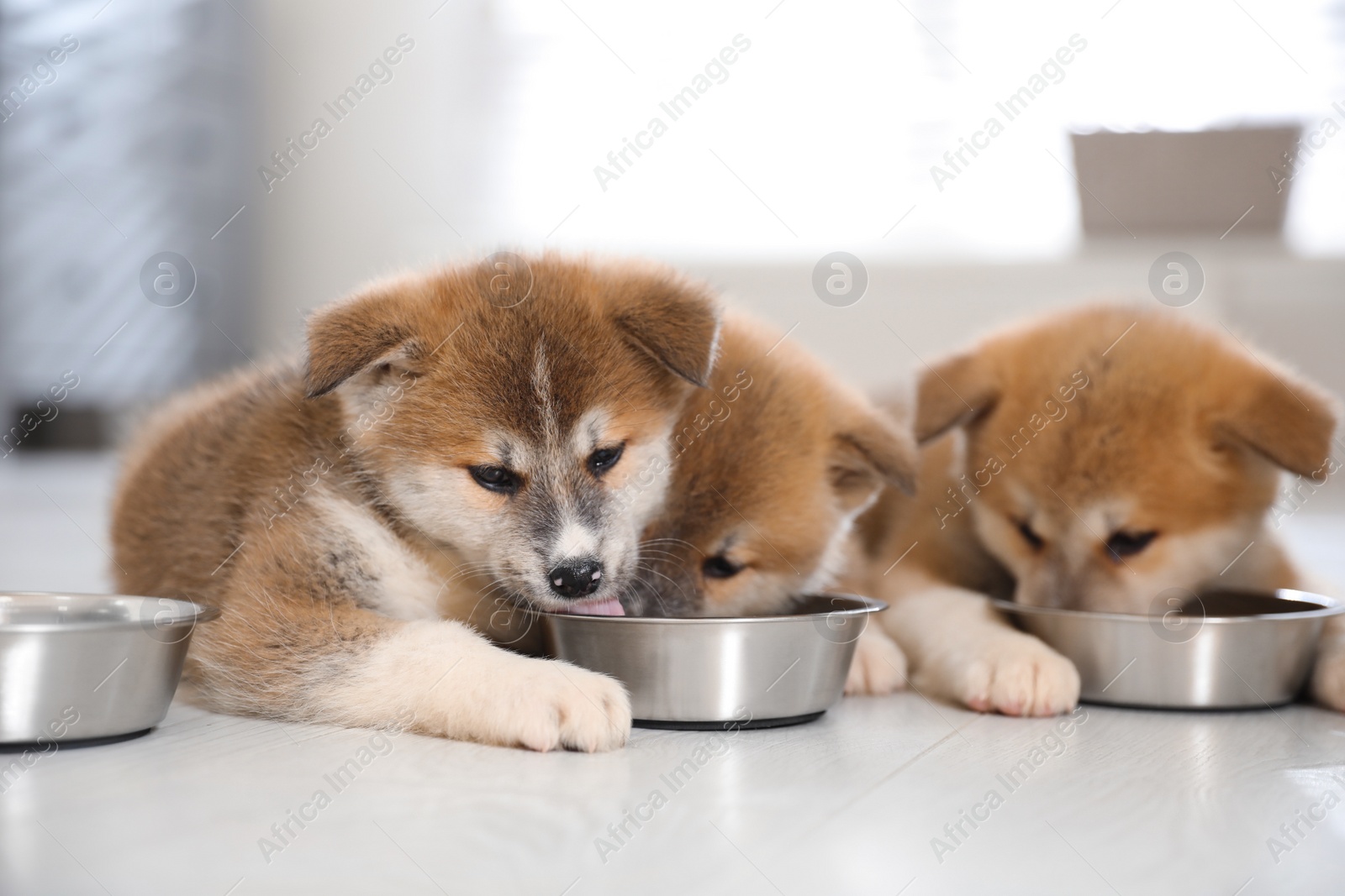 Photo of Adorable Akita Inu puppies eating from feeding bowls indoors