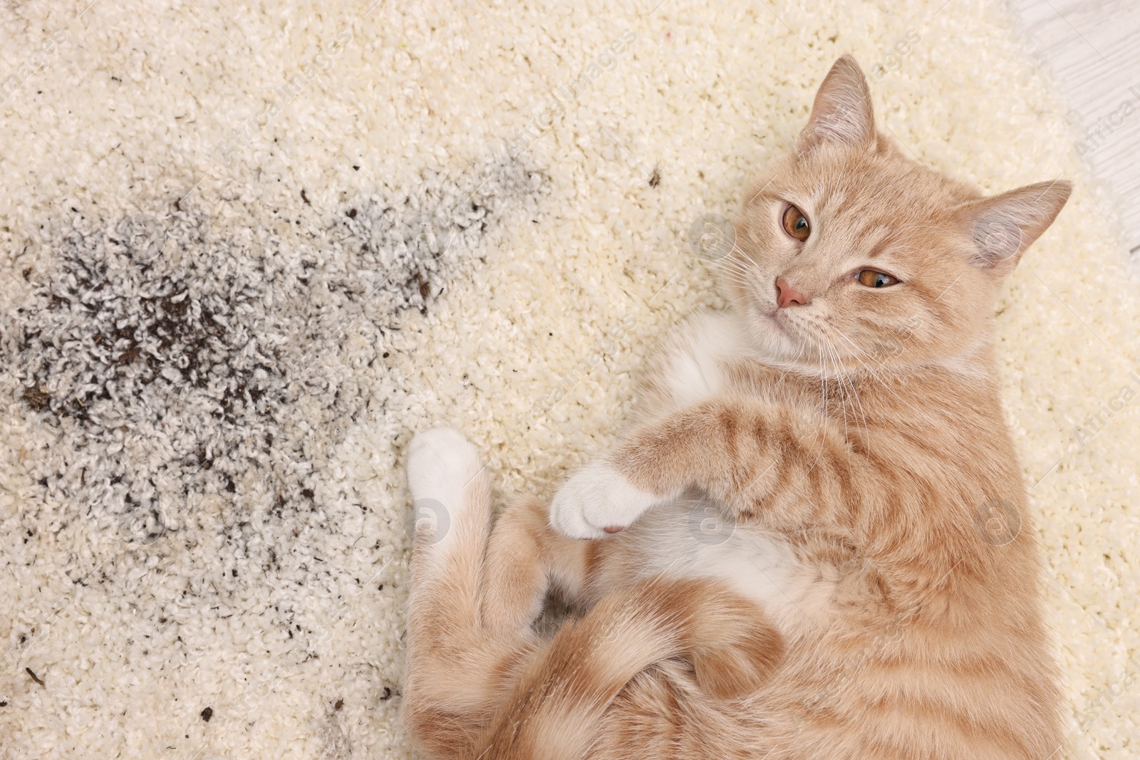 Photo of Cute ginger cat on carpet with scattered soil indoors, top view