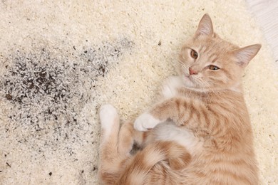 Cute ginger cat on carpet with scattered soil indoors, top view