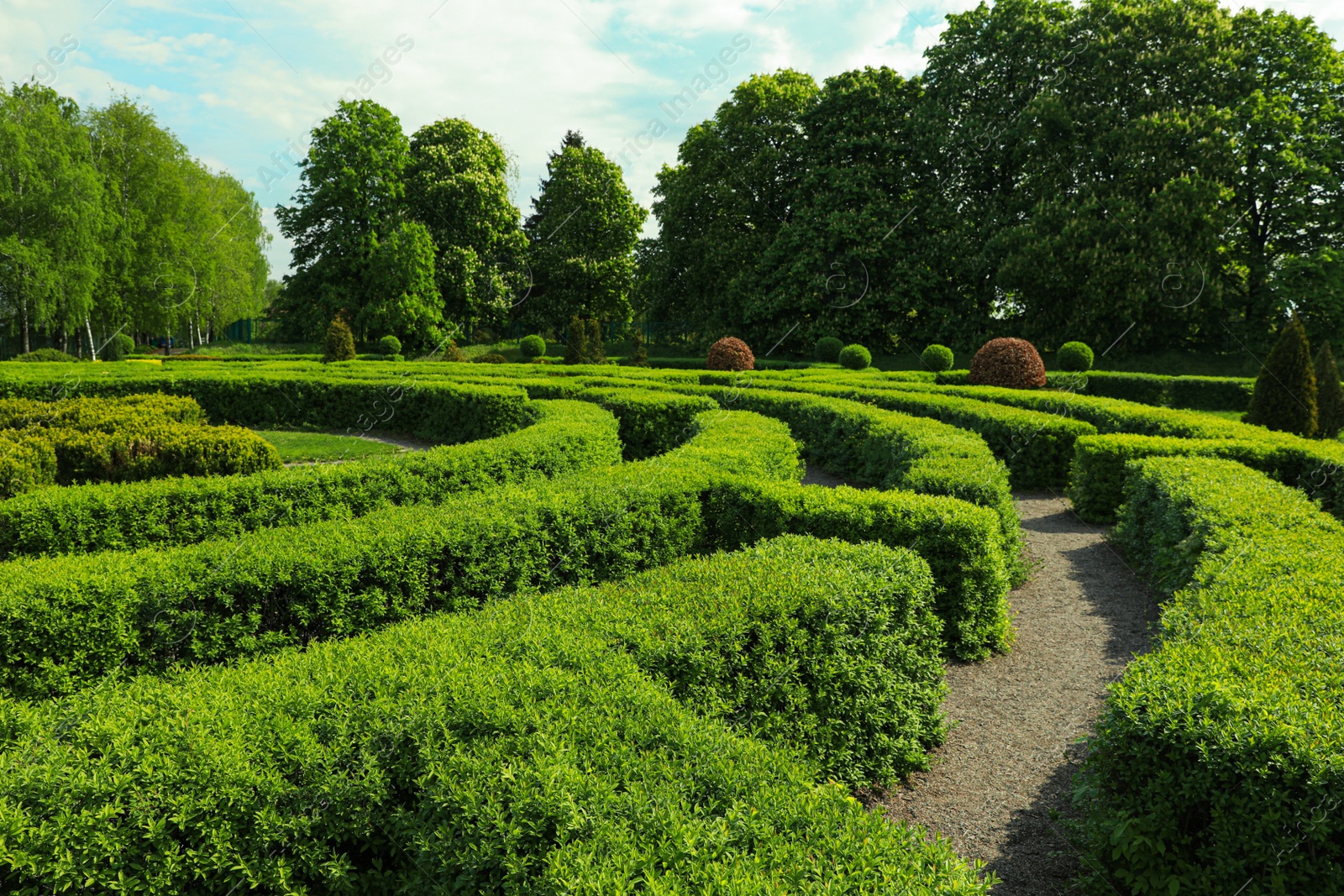 Photo of Beautiful view of green hedge maze on sunny day