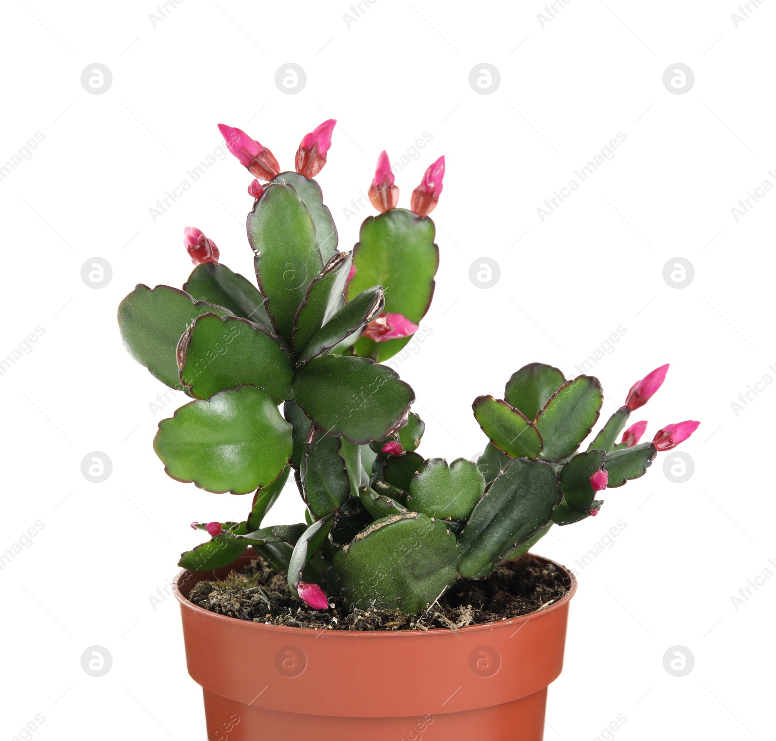 Photo of Beautiful pink Schlumbergera (Christmas or Thanksgiving cactus) isolated on white