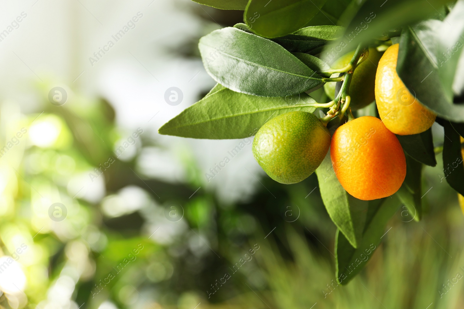 Photo of Kumquat tree with ripening fruits outdoors, closeup. Space for text